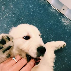 Meet your Posher, Zoe